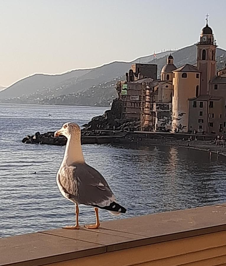 فيلا La Casa Di Amelia Borzonasca المظهر الخارجي الصورة